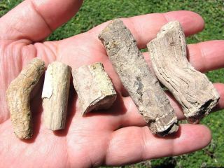Virgin Valley Nevada Petrified Limbs: 5 Specimens; 63,  G; Great Detail; Some Opal