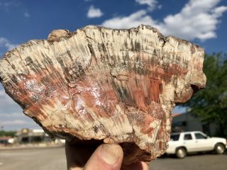Reilly’s Rocks: Colorful Saint Johns Arizona Petrified Wood,  6 Lb.