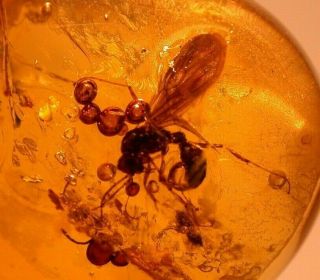 Ponerine Winged Male Ant With Wasp In Authentic Dominican Amber Fossil