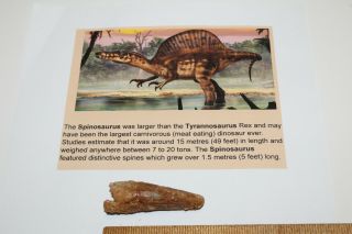 Spinosaurus Tooth 2.  5 " Teeth Dinosaur Fossil T Rex Era Cretaceous Sps23