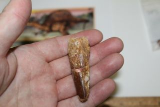 Spinosaurus Tooth 2.  5 