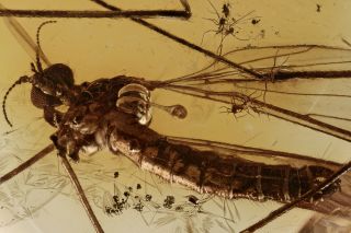 Crane Fly Limoniidae Fossil Inclusion Baltic Amber 190507 - 00,  Img