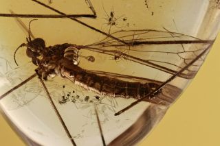 CRANE FLY Limoniidae Fossil Inclusion BALTIC AMBER 190507 - 00,  IMG 2