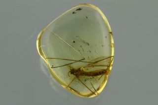 CRANE FLY Limoniidae Fossil Inclusion BALTIC AMBER 190507 - 00,  IMG 3