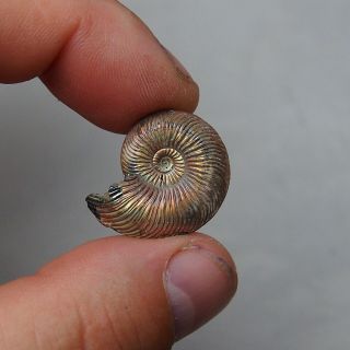 26mm Quenstedtoceras Pyrite Ammonite Fossils Callovian Fossilien Russia pendant 2