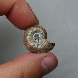 26mm Quenstedtoceras Pyrite Ammonite Fossils Callovian Fossilien Russia pendant 3