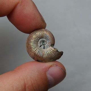 26mm Quenstedtoceras Pyrite Ammonite Fossils Callovian Fossilien Russia pendant 4
