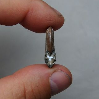 26mm Quenstedtoceras Pyrite Ammonite Fossils Callovian Fossilien Russia pendant 5