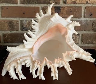Large Murex Spiny Conch Shell Seashell Tabletop Decor 10 X 9 Pink White Nautical