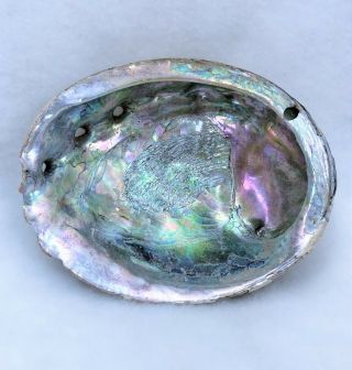Large 8.  5 " Natural Red Abalone Sea Shell Mother Of Pearl California