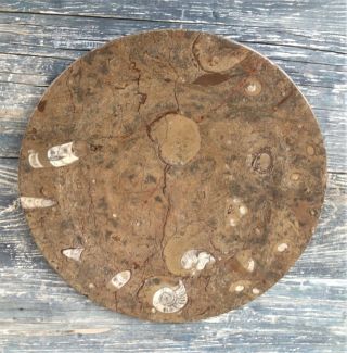 Polished Stone Carved Plate,  Fossils,  Goniatite,  Orthoceras,  Devonian,  Morocco