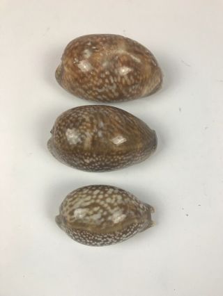 Set Of 3 Cypraea Cervus Floida Deer Cowry Seashell Shell Rare Large Conch
