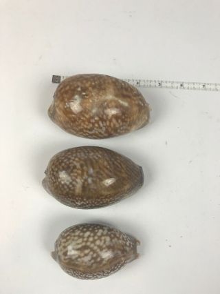 Set Of 3 Cypraea Cervus Floida Deer Cowry Seashell Shell Rare Large Conch 2