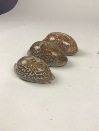 Set Of 3 Cypraea Cervus Floida Deer Cowry Seashell Shell Rare Large Conch 3