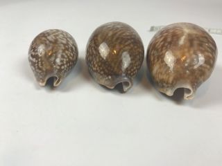 Set Of 3 Cypraea Cervus Floida Deer Cowry Seashell Shell Rare Large Conch 5