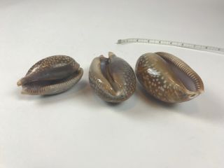 Set Of 3 Cypraea Cervus Floida Deer Cowry Seashell Shell Rare Large Conch 6