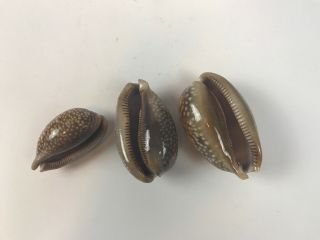 Set Of 3 Cypraea Cervus Floida Deer Cowry Seashell Shell Rare Large Conch 7