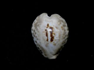Formosa/seashell/cypraea Teulerei 44mm