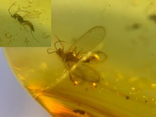 Neuroptera Lacewings&gall Midge Burmite Myanmar Amber Insect Fossil Dinosaur Age