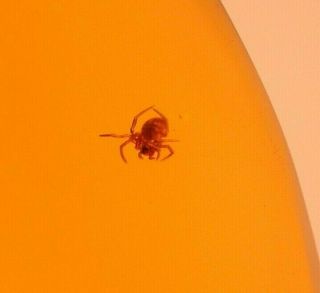 Spider In Authentic Dominican Amber Fossil Gem Quality Piece