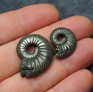 2x Quenstedtoceras 22 - 30mm Pyrite Ammonite Fossils Fossilien Russia Pendant