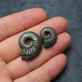 2x Quenstedtoceras 22 - 30mm Pyrite Ammonite Fossils Fossilien Russia pendant 2