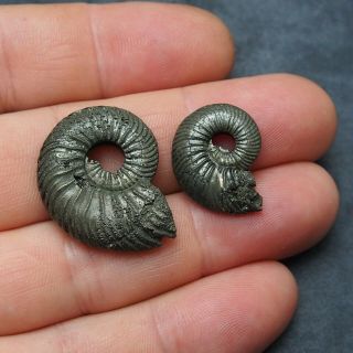 2x Quenstedtoceras 22 - 30mm Pyrite Ammonite Fossils Fossilien Russia pendant 3