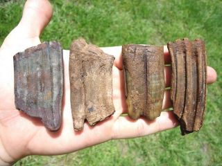 4 Huge Horse Teeth Florida Fossils Tooth Jaw Bones Equus Ice Age Extinct Skull @