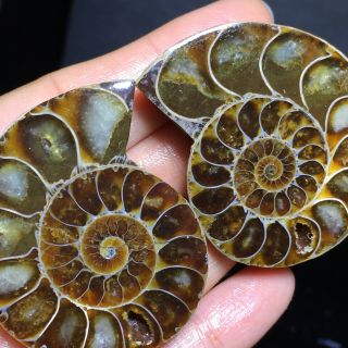 1pair Of Cut Split Pearly Nautilus Ammonite Fossil Specimen Shell Healing 62g A0