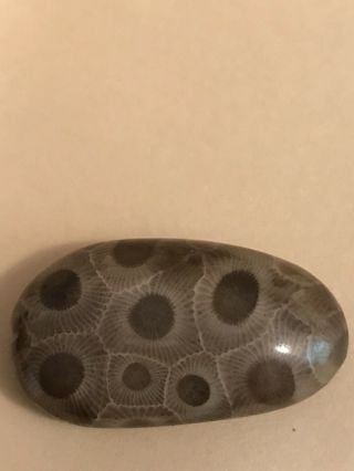 Polished Petoskey Stone 0.  96oz,  4.  5” Circumference