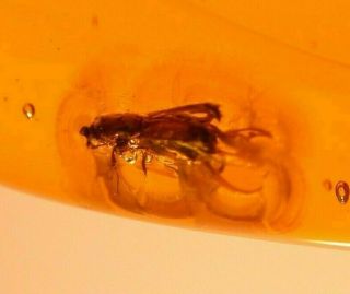 Platypodid Beetle With 2 Flies In Authentic Dominican Amber Fossil Gem