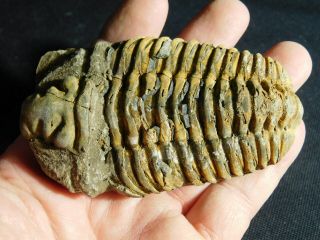 A Big Natural Flexicalymene Sp.  Trilobite Fossil Found In Morocco 179gr E