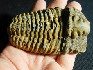 A Big Natural Flexicalymene sp.  Trilobite Fossil Found in Morocco 179gr e 2