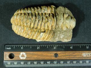 A Big Natural Flexicalymene sp.  Trilobite Fossil Found in Morocco 179gr e 3