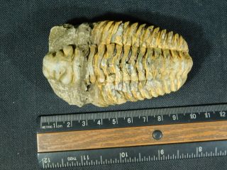 A Big Natural Flexicalymene sp.  Trilobite Fossil Found in Morocco 179gr e 4
