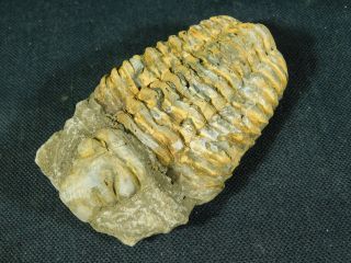 A Big Natural Flexicalymene sp.  Trilobite Fossil Found in Morocco 179gr e 5