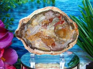 Petrified Wood Complete Round Slab W/bark Incredible Olive - Green Lavender Yellow