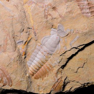 Trilobite Fossil Ledleigia Martensii