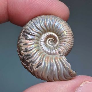 2,  8 cm (1,  1 in) Ammonite shell Vertumniceras jurassic pyrite Russia fossil 2