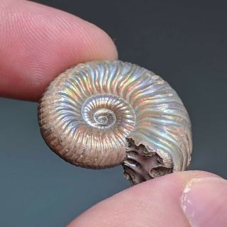 2,  8 cm (1,  1 in) Ammonite shell Vertumniceras jurassic pyrite Russia fossil 3