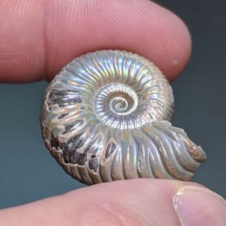2,  8 cm (1,  1 in) Ammonite shell Vertumniceras jurassic pyrite Russia fossil 4