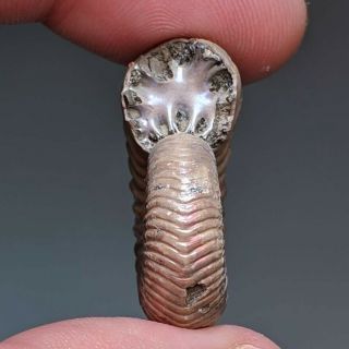 2,  8 cm (1,  1 in) Ammonite shell Vertumniceras jurassic pyrite Russia fossil 5