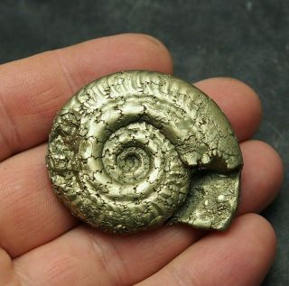 49mm Ammonite Pyrite Mineral Fossil Fossilien Ammoniten France Dino