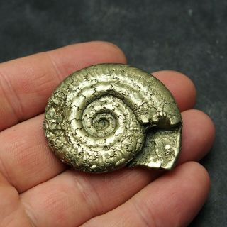 49mm AMMONITE Pyrite Mineral Fossil fossilien Ammoniten France Dino 2