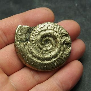 49mm AMMONITE Pyrite Mineral Fossil fossilien Ammoniten France Dino 3