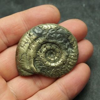49mm AMMONITE Pyrite Mineral Fossil fossilien Ammoniten France Dino 4