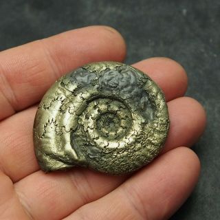 49mm AMMONITE Pyrite Mineral Fossil fossilien Ammoniten France Dino 5