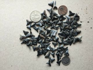 100,  Fossilized Small Sharks Teeth Tooth Shark Dicor Jaw Aqurium Fish Tank