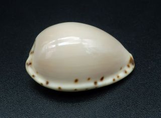 Cypraea Notocypraea Angustata Gem -,  25.  9 Mm Australia Cowrie Seashell