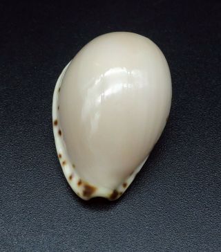 Cypraea Notocypraea angustata GEM -,  25.  9 mm Australia cowrie seashell 4